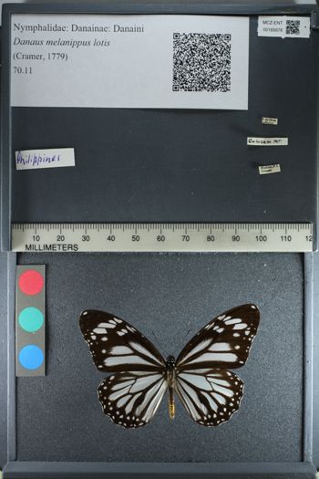 Media type: image;   Entomology 165676